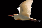 Cattle Egret