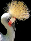 Crown Crane