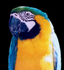 Parrot