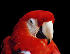 Parrot