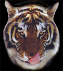 Bengal Tiger