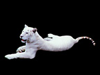 White Tiger