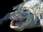 Alligator