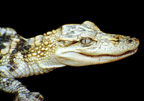 White Alligator