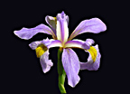 Purple Iris